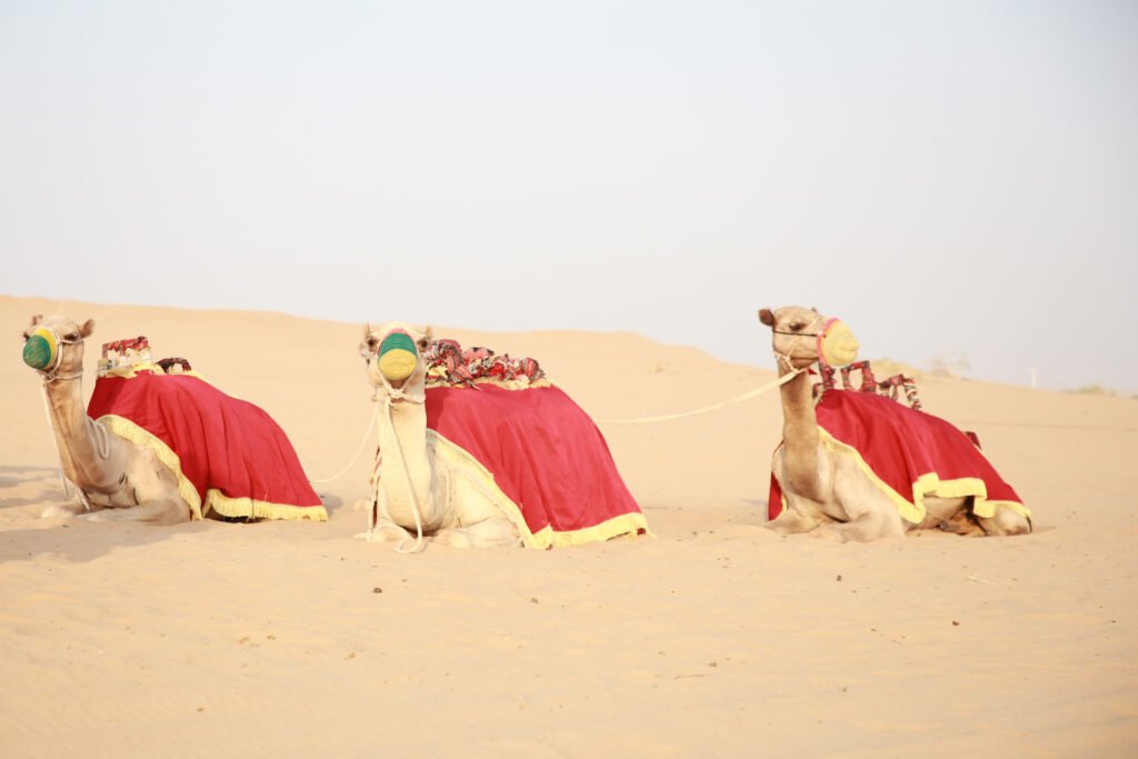 Camel ride in desert safari falcon oasis safari