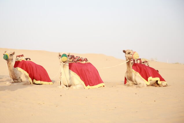 camel ride in desert safari falcon oasis safari
